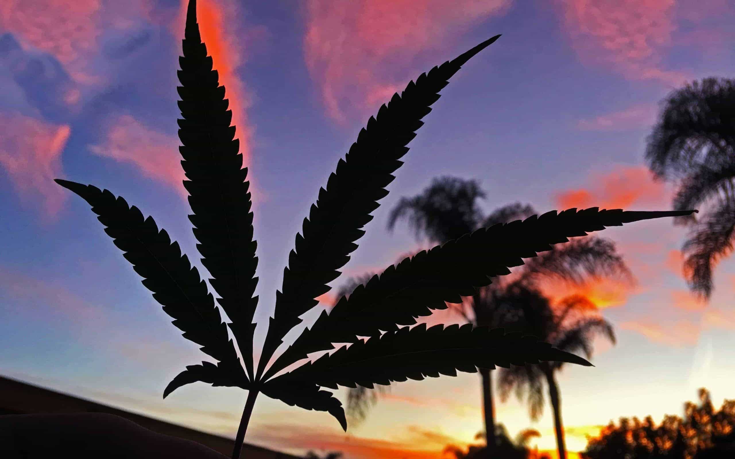 A cannabis plant during the sunset
