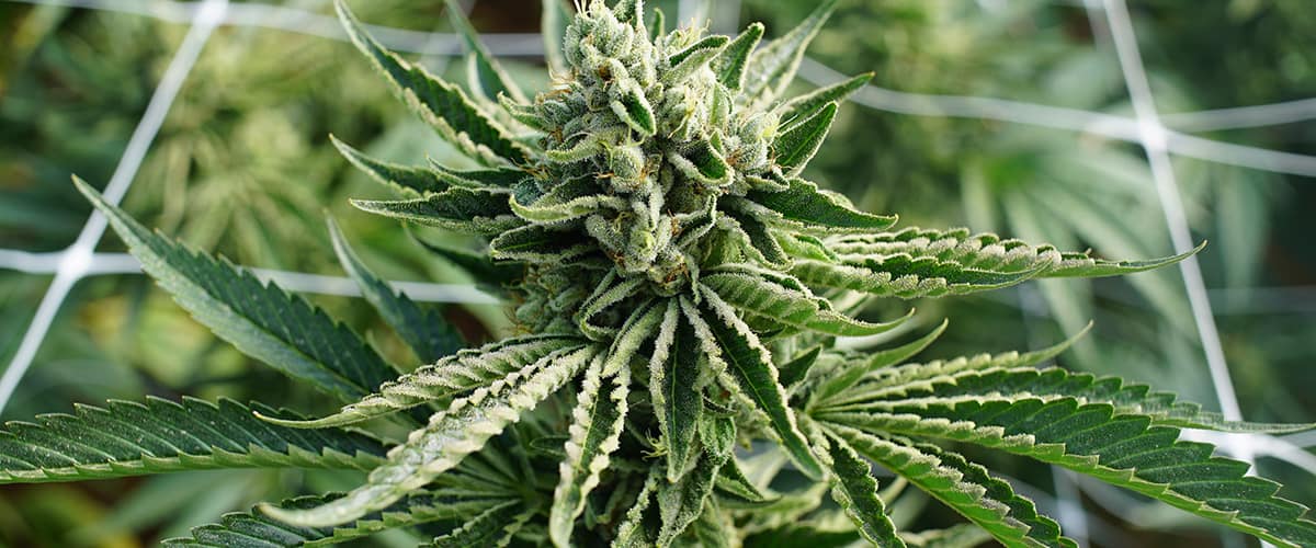 Closeup shot of cannabis plant
