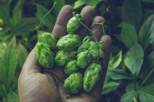 Photo of hops