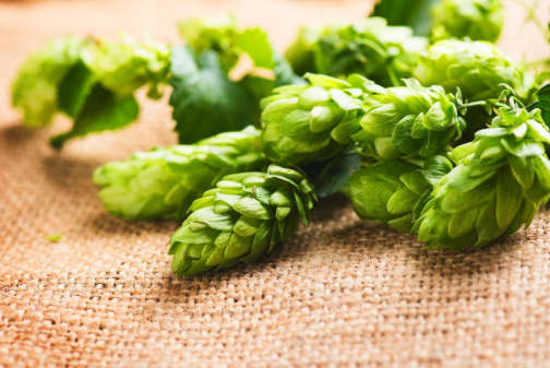 Photo of hops